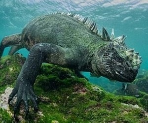iguana-marina-de-galapagos-16
