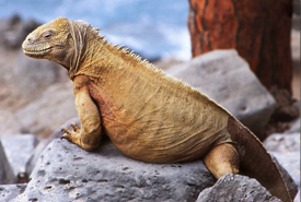 IGUANA-TERRESTRE-8