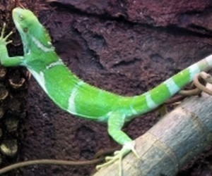 1_thumbs_Brachylophus-Vitiensis