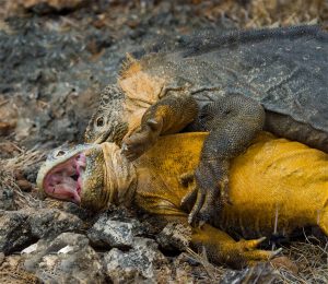 APAREAMIENTO IGUANA TERRESTRE DE GALÁPAGOS 8