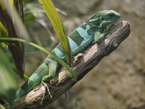 TIPOS DE IGUANAS