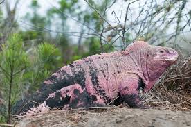 TIPOS DE IGUANAS TERRESTRE DE GALÁPAGOS