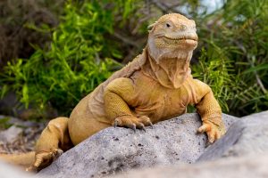 TIPOS DE IGUANAS TERRESTRE DE GALÁPAGOS