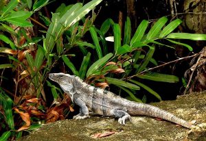 TIPOS DE IGUANAS