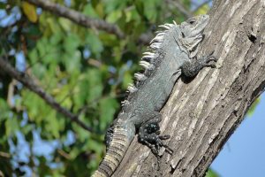 TIPOS DE IGUANAS