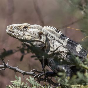 TIPOS DE IGUANAS