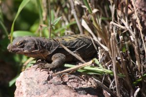 TIPOS DE IGUANAS