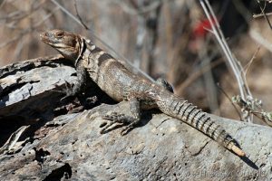 TIPOS DE IGUANAS