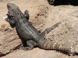 TIPOS DE IGUANAS