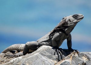 TIPOS DE IGUANAS