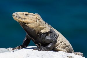 TIPOS DE IGUANAS