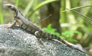 TIPOS DE IGUANAS