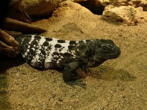 TIPOS DE IGUANAS