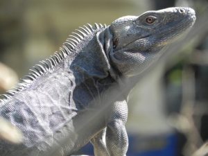 TIPOS DE IGUANAS