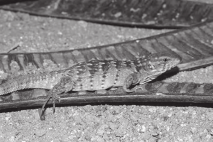 TIPOS DE IGUANAS