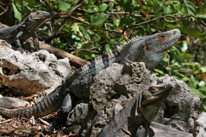 TIPOS DE IGUANAS