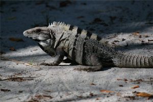 TIPOS DE IGUANAS