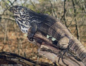 TIPOS DE IGUANAS