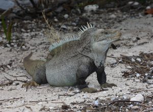 TIPOS DE IGUANAS