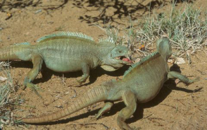 TIPOS DE IGUANAS