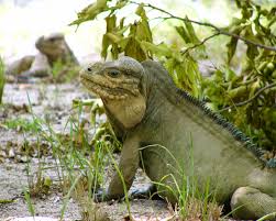 TIPOS DE IGUANAS