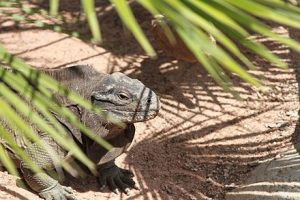 TIPOS DE IGUANAS