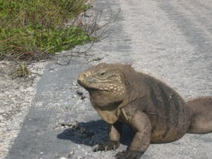 TIPOS DE IGUANAS