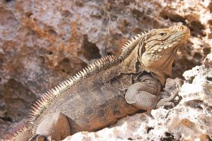 TIPOS DE IGUANAS