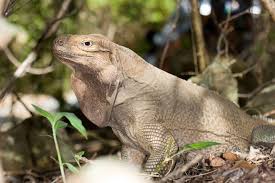 TIPOS DE IGUANAS