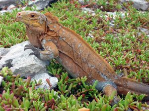 TIPOS DE IGUANAS