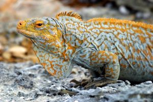 TIPOS DE IGUANAS