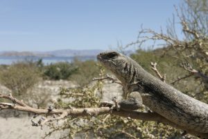 TIPOS DE IGUANAS