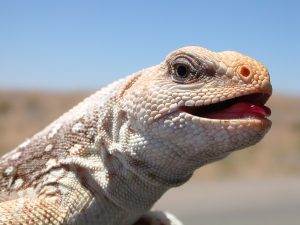 TIPOS DE IGUANAS