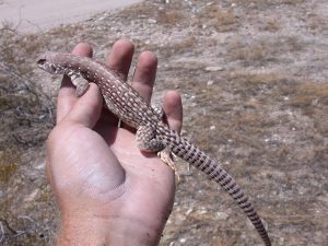 TIPOS DE IGUANAS