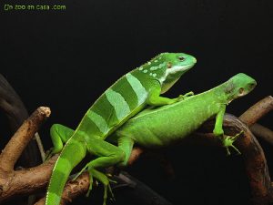 TIPOS DE IGUANAS