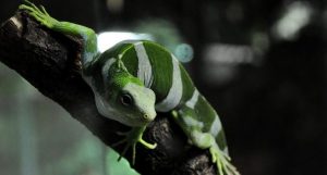 TIPOS DE IGUANAS