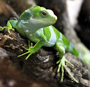 TIPOS DE IGUANAS