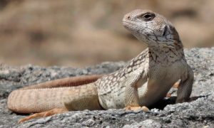 TIPOS DE IGUANAS