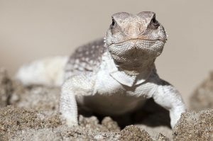 TIPOS DE IGUANAS