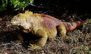 TIPOS DE IGUANAS TERRESTRE DE GALÁPAGOS