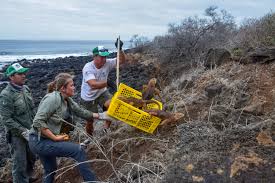 TIPOS DE IGUANAS TERRESTRE DE GALÁPAGOS