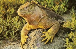 TIPOS DE IGUANAS TERRESTRE DE GALÁPAGOS