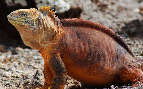 TIPOS DE IGUANAS TERRESTRE DE GALÁPAGOS