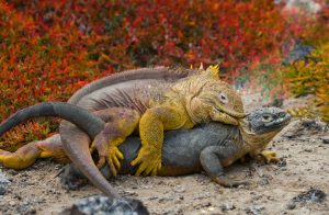 IGUANA TERRESTRE DE GALÁPAGOS 9 1