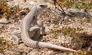 IMAGEN DE LA IGUANA DEL DESIERTO