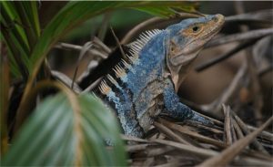 TIPOS DE IGUANAS NEGRAS DEL DESIERTO