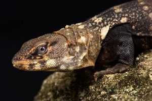 TIPOS DE IGUANAS NEGRAS DEL DESIERTO