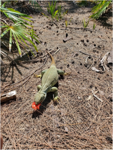 TIPOS DE IGUANAS