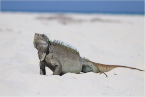 TIPOS DE IGUANAS