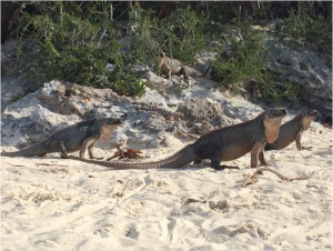 TIPOS DE IGUANAS